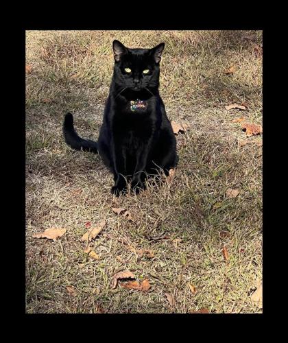 Lost Male Cat last seen Sevierville tn , Sevierville, TN 37876