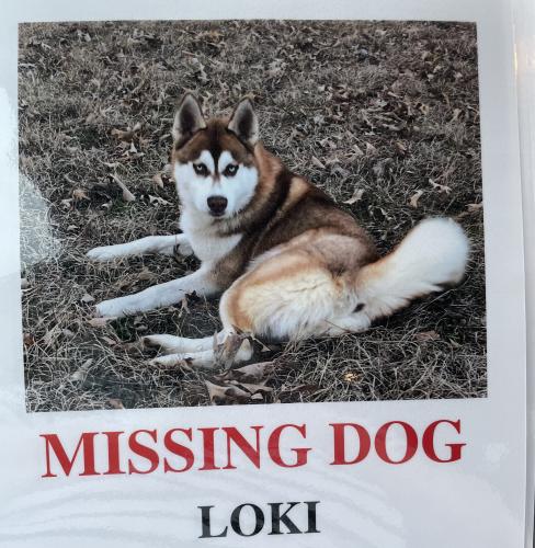 Lost Male Dog last seen CR 4511 CR 4510, Athens, TX 75752