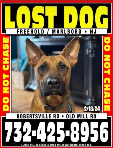 Lost Male Dog last seen robertsville rd, Freehold, Nj 07728, Freehold, NJ 07728