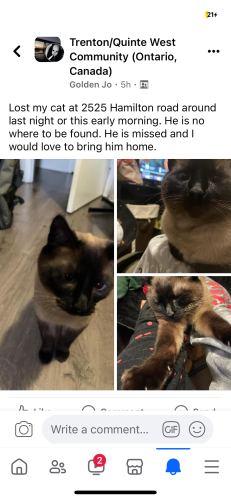Lost Male Cat last seen Mama diner , Quinte West, ON K8V 6V5