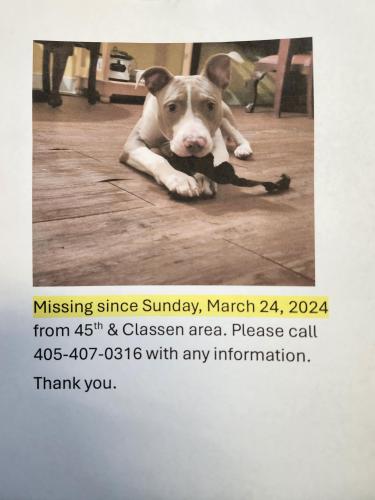 Lost Male Dog last seen Classen &45th , Oklahoma City, OK 73118