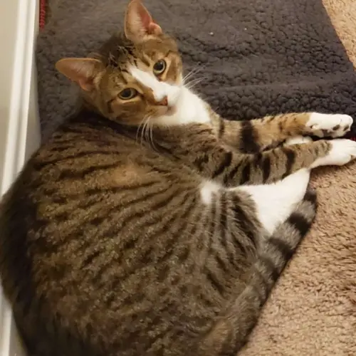 Lost Male Cat last seen Overlook Rd and Scenic, Hanover, PA 17331