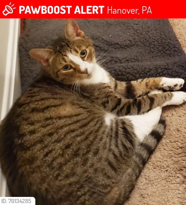Lost Male Cat last seen Overlook Rd and Scenic, Hanover, PA 17331
