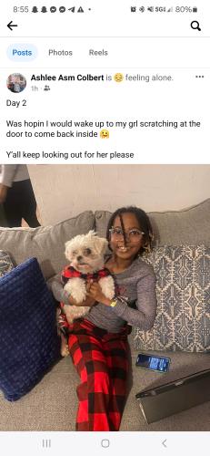 Lost Female Dog last seen Near east broad st athens ga 30601, Athens, GA 30609