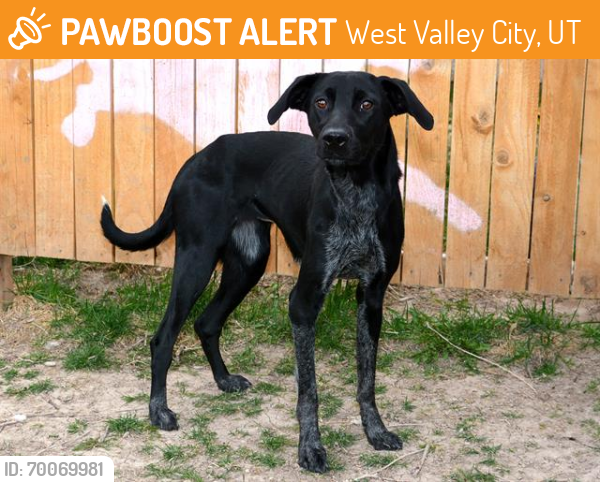 Shelter Stray Female Dog last seen Near BLOCK S REDWOOD RD, WEST VALLEY CITY UT 84123, West Valley City, UT 84120