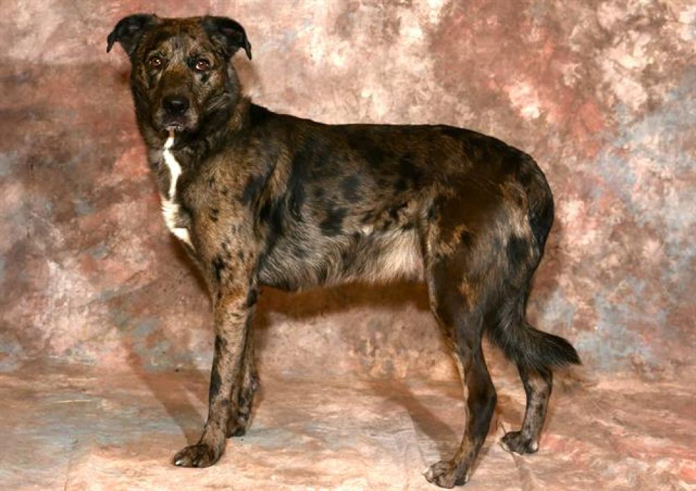 Shelter Stray Male Dog last seen Near BLOCK W 2730, West Valley City, UT 84120
