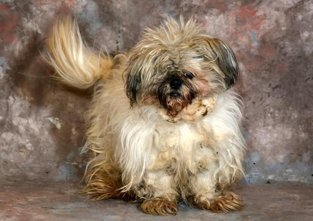 Shelter Stray Male Dog last seen Near BLOCK CONSTITUTION BLVD, WEST VALLEY CITY, UT 84119, West Valley City, UT 84120