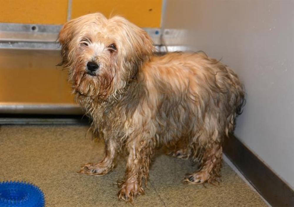 Shelter Stray Male Dog last seen Near BLOCK S 3720 W, West Valley City, UT 84120