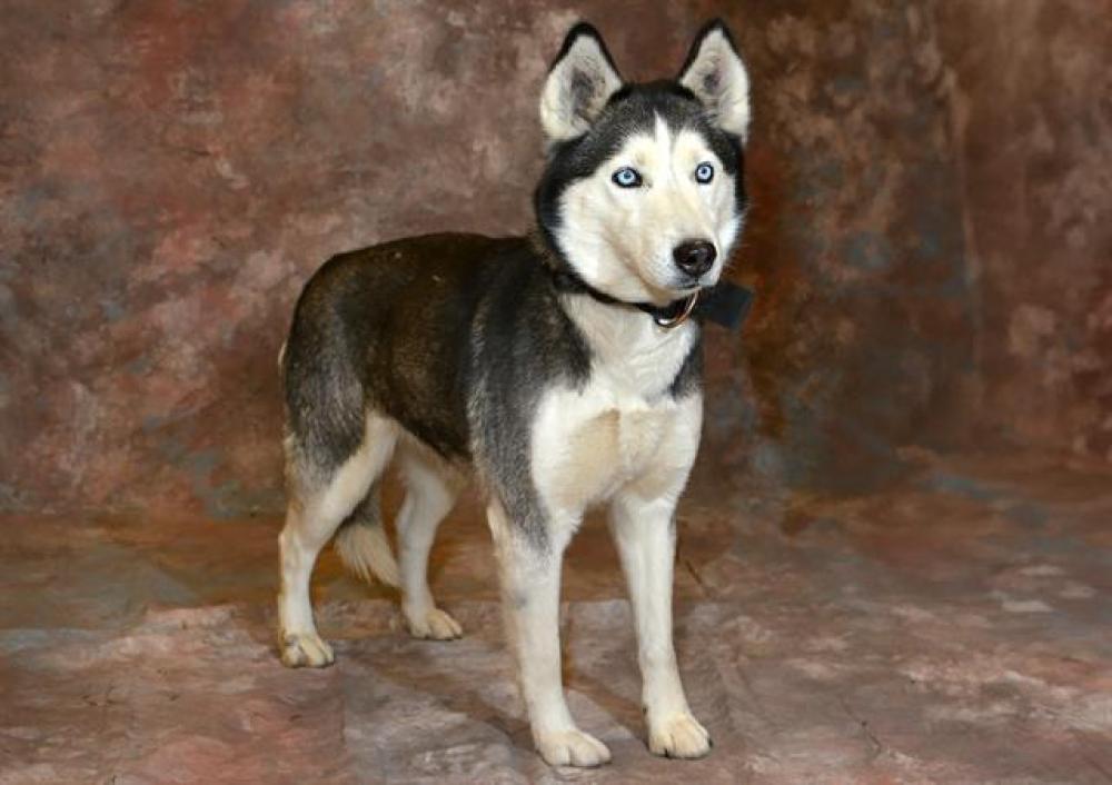 Shelter Stray Unknown Dog last seen Near BLOCK W MILL VALLEY LN, WEST VALLEY CITY UT 84118, West Valley City, UT 84120