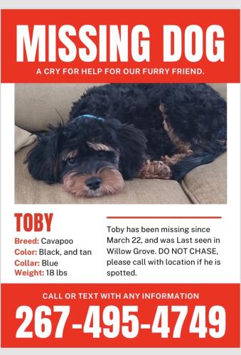 Lost Male Dog last seen Moreland and Davisville, Willow Grove, PA 19090