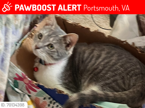Lost Female Cat last seen Deep Creek Blvd & Franklin Blvd, Portsmouth, VA, Portsmouth, VA 23702