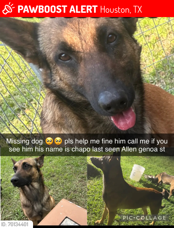 Lost Male Dog last seen allen genoa dr, Houston, TX 77017