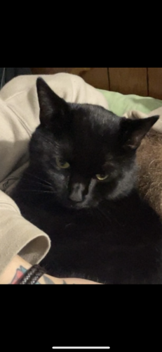 Lost Male Cat last seen North sellers mill rd, by the haw river service creek, Burlington, NC 27217