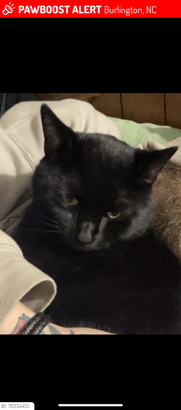 Lost Male Cat last seen North sellers mill rd, by the haw river service creek, Burlington, NC 27217