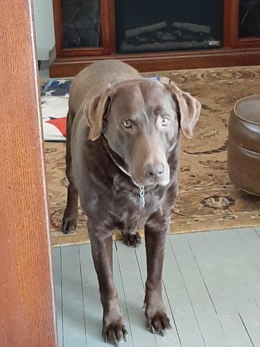 Lost Male Dog last seen Middle of small town Fair Dale North Dakota , Fairdale, ND 58229