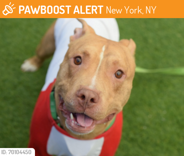 Shelter Stray Male Dog last seen Logan Street, BROOKLYN, NY, 11235, New York, NY 11208