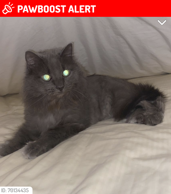 Lost Female Cat last seen In between my hse and my neighbors. , Palm Beach Gardens, FL 33410