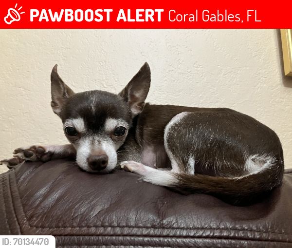 Lost Female Dog last seen Near sw 7 st, Coral Gables, FL 33134