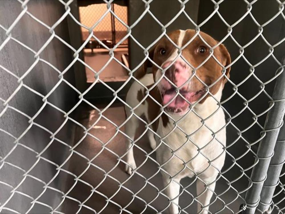 Shelter Stray Male Dog last seen Near BLOCK YASHUNTAFUN RD, TALLAHASSEE FL 32311, Tallahassee, FL 32311