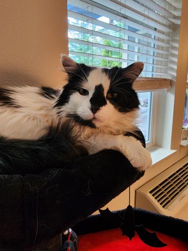 Lost Male Cat last seen Orchard Heights Rd NW and Linwood St, Salem, OR 97304