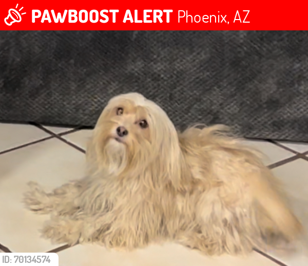 Lost Female Dog last seen 63rd ave and Encanto Blvd , Phoenix, AZ 85035