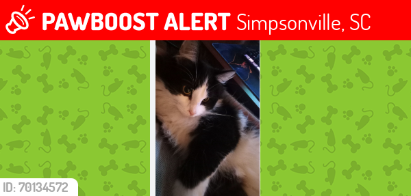 Lost Male Cat last seen Simpsonville, SC 29680, Simpsonville, SC 29681