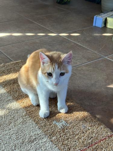 Lost Male Cat last seen Everitt Rd. and Estancia Dr. NW, Albuquerque, NM 87120