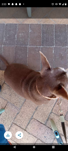 Lost Female Dog last seen Publics and Hyatt hotel , St. Augustine, FL 32084