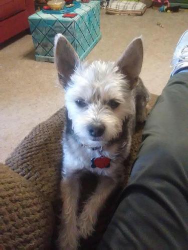 Lost Male Dog last seen 8th Street and Chicago Street, Lubbock, TX 79416