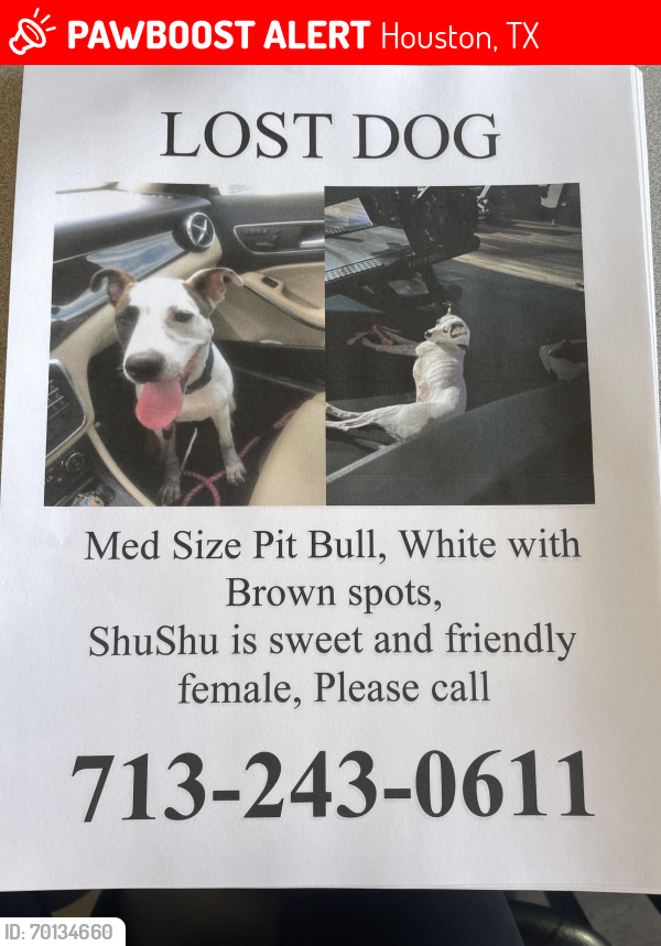 Lost Female Dog last seen Near Stratford high school, Houston, TX 77079