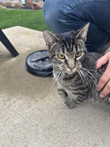 Found/Stray Unknown Cat last seen Golfview lane, Grove City Ohio, Grove City, OH 43123