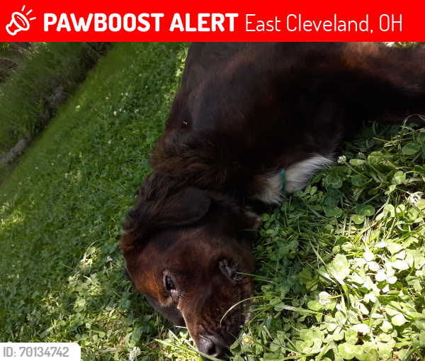 Lost Female Dog last seen Near Elsinore Ave, East Cleveland, OH 44112