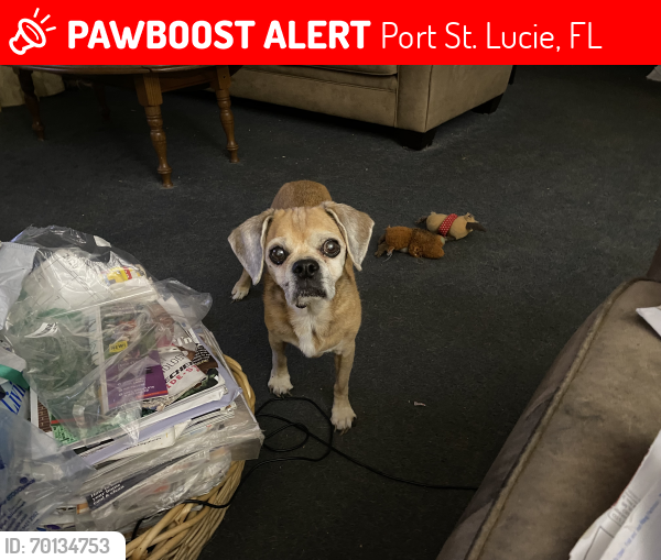 Lost Female Dog last seen Ridgecrest & Muncie, Port St. Lucie, FL 34953
