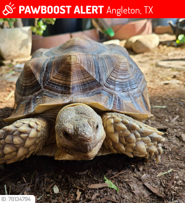 Lost Unknown Other last seen N Arcola & E Wilkins , Angleton, TX 77515