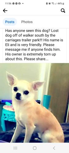 Lost Male Dog last seen Near Walker South Rd, Denham Springs, LA 70726, Denham Springs, LA 70726