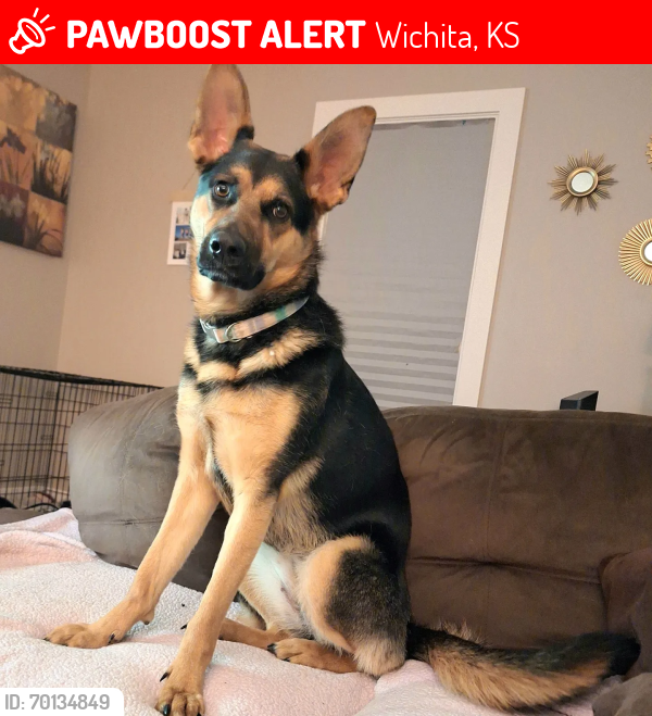 Lost Female Dog last seen Hillside and Central , Wichita, KS 67214