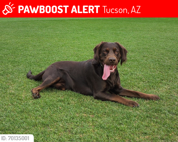Lost Male Dog last seen Sliverlake Park, Kino & Sliverlake, Quincy Douglas Library, Saints Neighborhood , Tucson, AZ 85713
