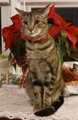 Lost Male Cat last seen 74th and Roanoke, Newport News, VA 23605
