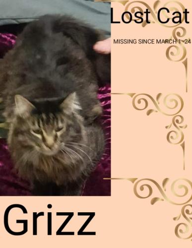 Lost Male Cat last seen Lower Clarkdale , Clarkdale, AZ 86324