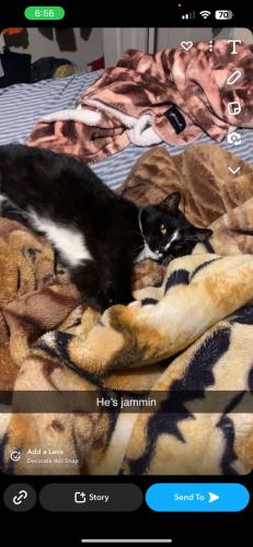 Lost Male Cat last seen Custer dr, Blount County, TN 37804