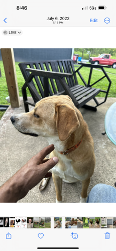 Lost Male Dog last seen West bend are off the mountain parkway , Clay City, KY 40312