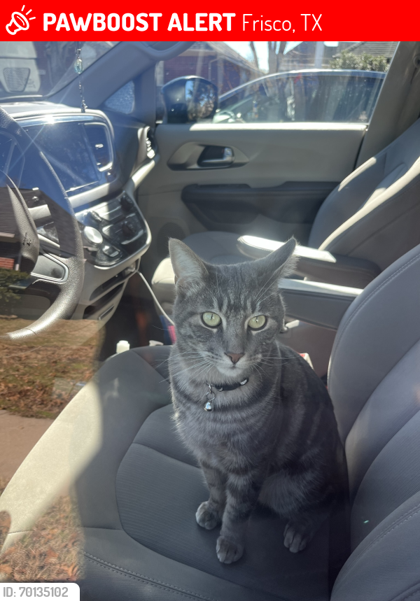 Lost Male Cat last seen Amber valley dr frisco, Frisco, TX 75035