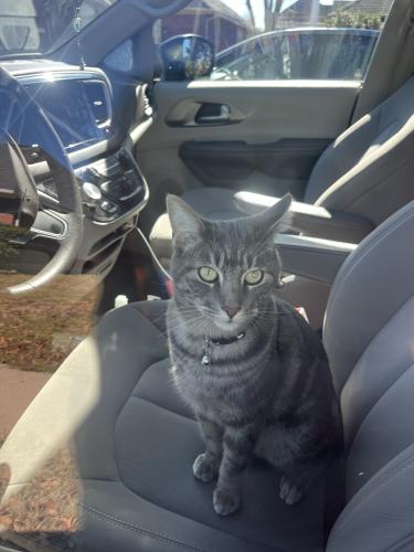 Lost Male Cat last seen Amber valley dr frisco, Frisco, TX 75035