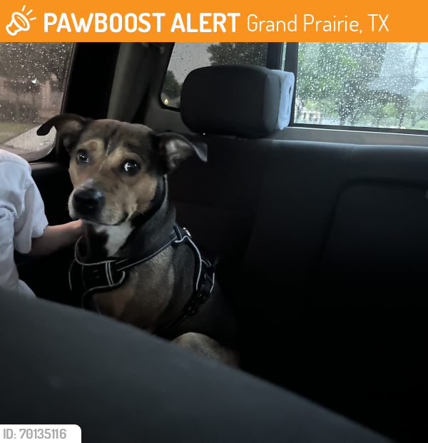 Found/Stray Male Dog last seen Allegro rn,  Claremont Dr , Grand Prairie, TX 75052