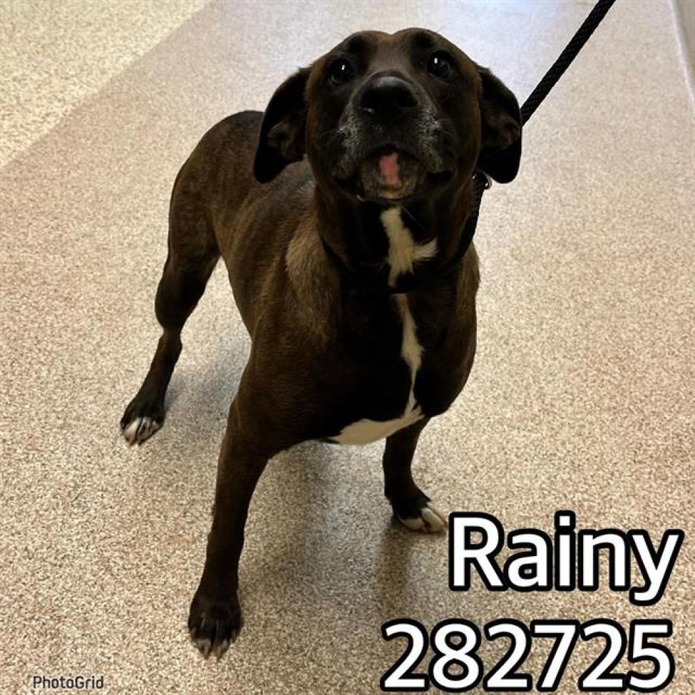 Shelter Stray Female Dog last seen RALEY RD, Macon, GA 31216