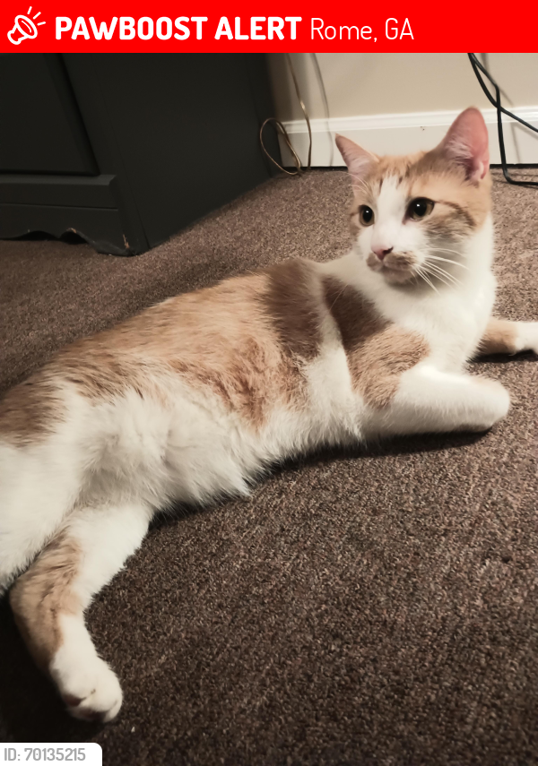 Lost Male Cat last seen We live by the airport in Rome Ga , Rome, GA 30165
