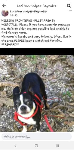 Lost Male Dog last seen Teays valley camc hospital , Teays Valley, WV 25526