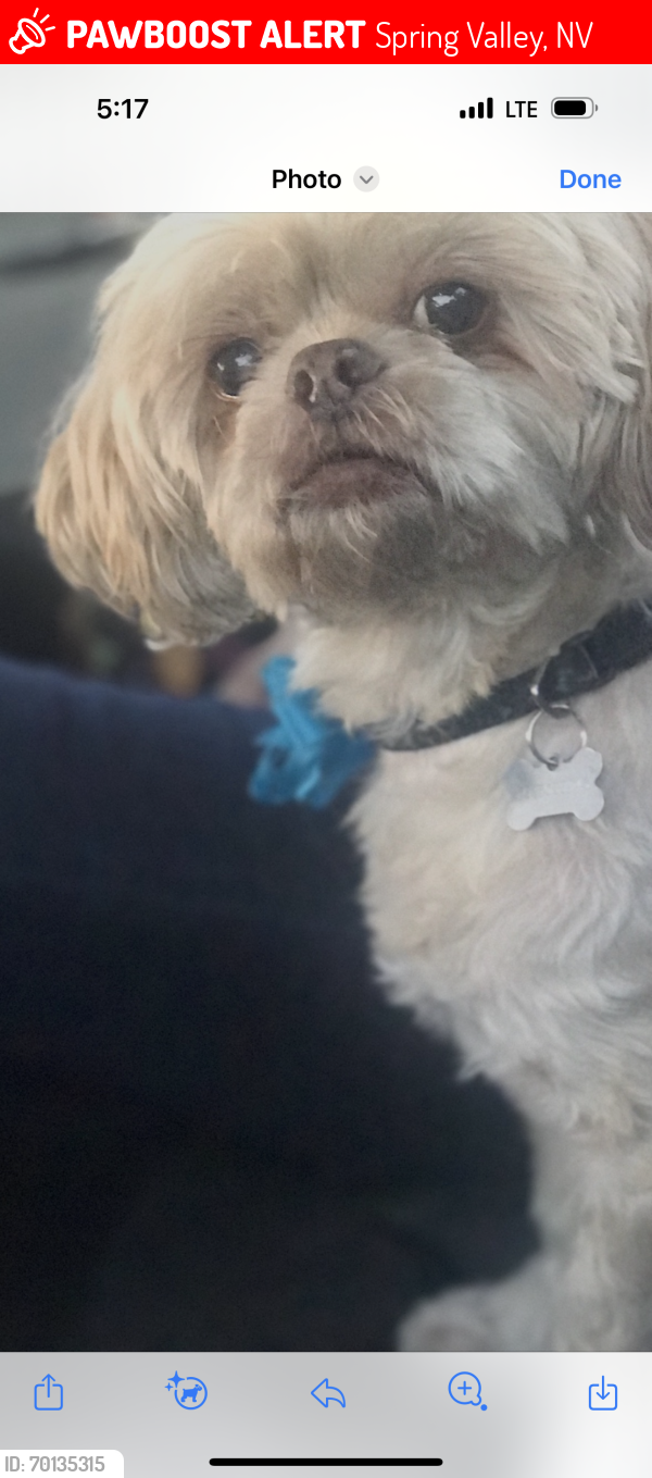 Lost Male Dog last seen Honeycomb Dr 89147, Spring Valley, NV 89147
