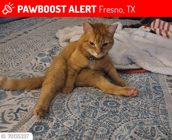 Lost Male Cat last seen Burton Elementary school , Fresno, TX 77545
