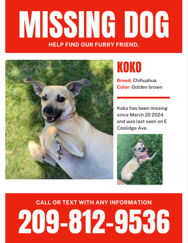 Lost Female Dog last seen Mchenry/E Orangeburg , Modesto, CA 95350